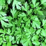 Prezzemolo in ogni minestra ... ma attenzione alle dosi