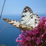 Green Job. Il lavoro scacciacrisi riparte dall'agricoltura