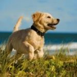 Aumentano gli italiani in spiaggia con Fido