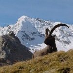 Il Gran Paradiso si diploma nuovamente tra le eccellenze naturalistiche d'Europa