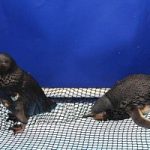 Nave incagliata in Nuova Zelanda: si rischia un immenso disastro ambientale