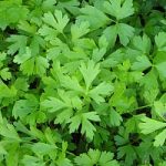 Prezzemolo, buono per ogni minestra. E non solo