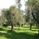 Gargano (Anbi) ad Ecoseven.net, dove ci sono gli ulivi la terra non frana