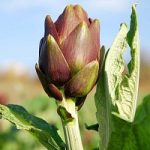 Il carciofo, un ortaggio con molte proprietà benefiche