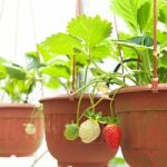 Agricoltura, l’orto in citta' conquista gli italiani. E fa girare l’economia