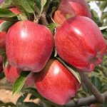 La Mela Rossa di Cuneo diventa Igp