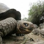Addio Georges, l'ultima tartaruga gigante se ne va. E si estingue tutta la razza