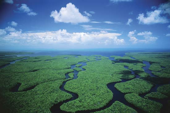 Meraviglie del Mondo. Everglades