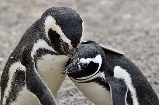 Pinguini di Magellano