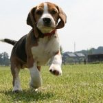 Adottare beagle di Green Hill: rivolgersi a Lav e Legambiente