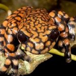 Una rara specie di rana. Dalle Galapagos il Principe Carlo