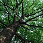 Alberi. Tutti i benefici economici e ambientali