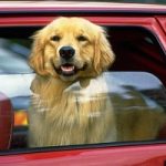 In vacanza con il cane: gli accessori che non possono mancare