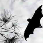 Lotta alle zanzare. Nei giardini aumentano le bat-box