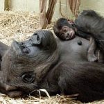Le grandi scimmie perdono il loro habitat