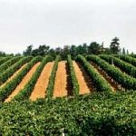 L’agricoltura biologica ferma il riscaldamento globale