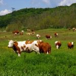 Certificazione agricoltura biologica: piu' sicurezza e meno burocrazia