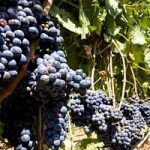 Vino, la Regione Puglia stanzia 4,5 milioni a sostegno delle imprese