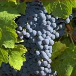 Italia prima in Europa per esportazioni di prodotti bio