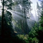 Oggi e’ la Giornata internazionale delle Foreste