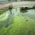Usa: scoperta una nuova area per produrre biocarburante