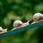Oggi e’ la Giornata Mondiale della lentezza