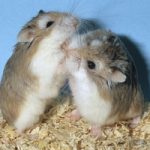 Test su animali: l’Ue ammonisce l’Italia