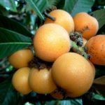 Nespole, un aiuto contro l’invecchiamento. Infografica di Ecoseven.net