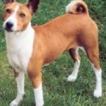 Il cane che non abbaia: ecco il basenji