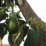 Dalla Sicilia la frutta esotica, buona e a basso costo