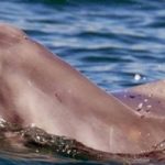 Scoperta una nuova specie di delfino