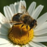 Api dotati di sensore contro estinzione specie
