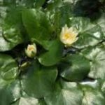 Rubata una pianta rara dai Kew Gardens