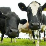 Usa: un orfanotrofio per animali abbandonati
