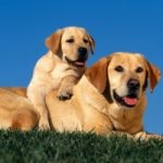 La cura degli animali è un lusso?
