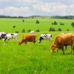 Primo Maggio: festa dei lavoratori…della Cultura Rurale