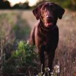 Animali: i cani non perdono la bussola