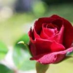 1.100 specie di rose colorano il centro di Roma. Il video