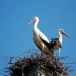 Al Via i Cicogna Days