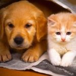 Equitalia: anche cani e gatti possono andare all’asta