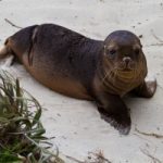 Bimba cade a vasca leone marino. L’animale si preoccupa. Video