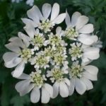 La Rete degli Orti botanici celebra il solstizio d’estate