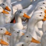 Anche l’India vieta il Foie gras
