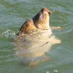 Carp Fishing, la pesca etica che ama le carpe