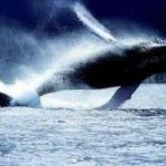 Il Giappone riprende la caccia alle balene