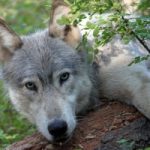 I lupi tornano ad abitare l’Oregon