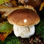 Attenzione ai Funghi porcini sprovvisti di certificazione