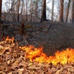 Emergenza incendi in Italia. 58 solo ieri