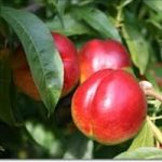 Agricoltura: Italia prima in Europa per produzione pesce e nettarine