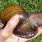 Paura in Florida per le lumache giganti